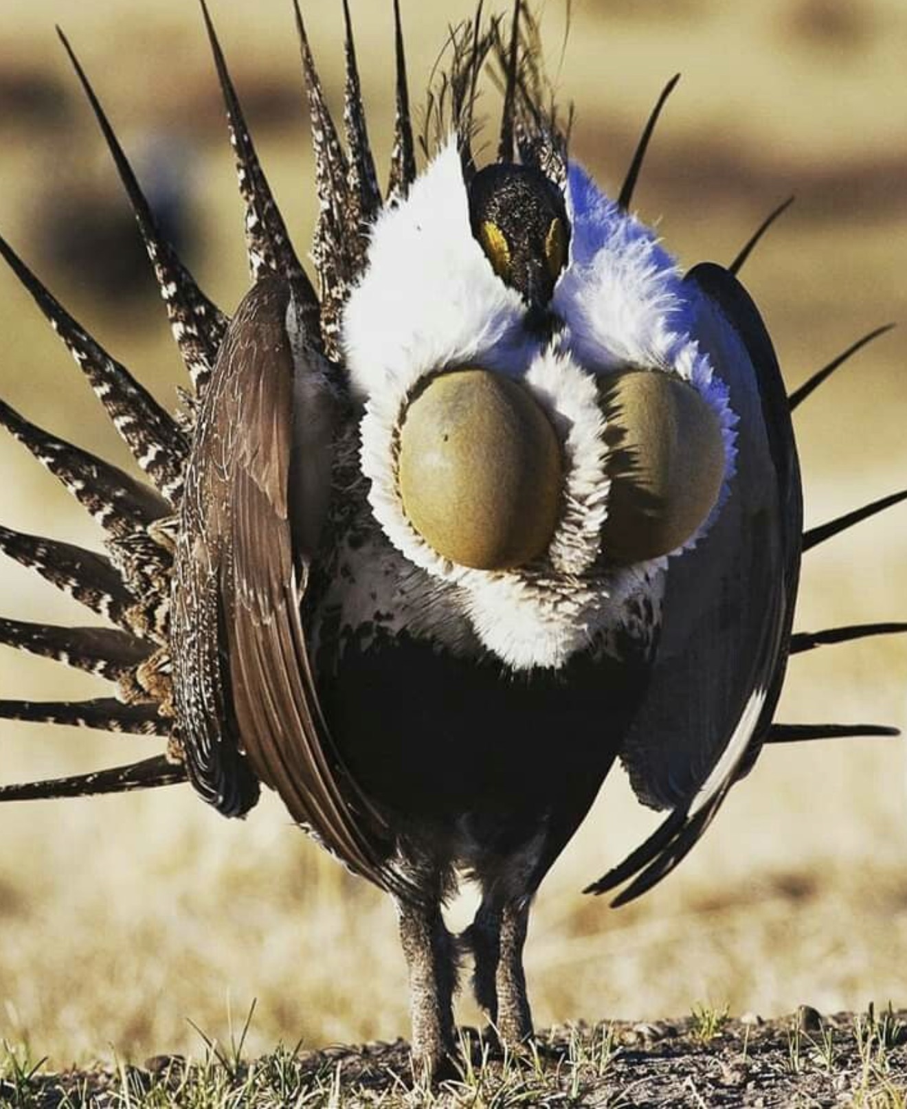 nevada sage grouse